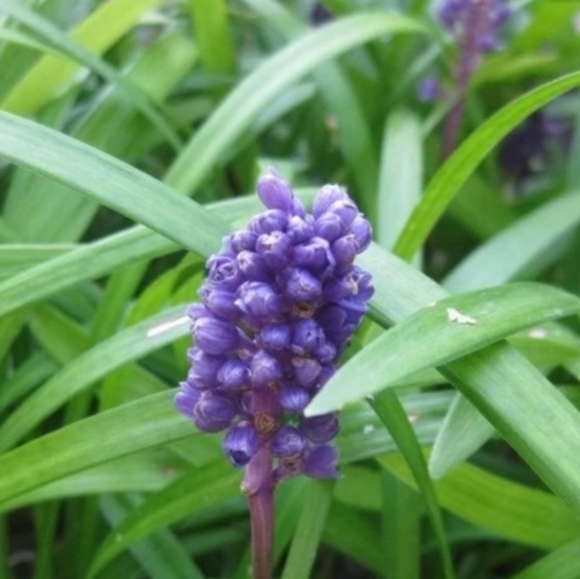 Big Blue Lily Turf  20 plants $25 🌿 - Picture 3 of 3